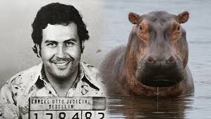 Putra Miliarder India Ingin Tampung Kuda Nil Milik Pablo Escobar, Kisah Unik yang Menghebohkan Dunia